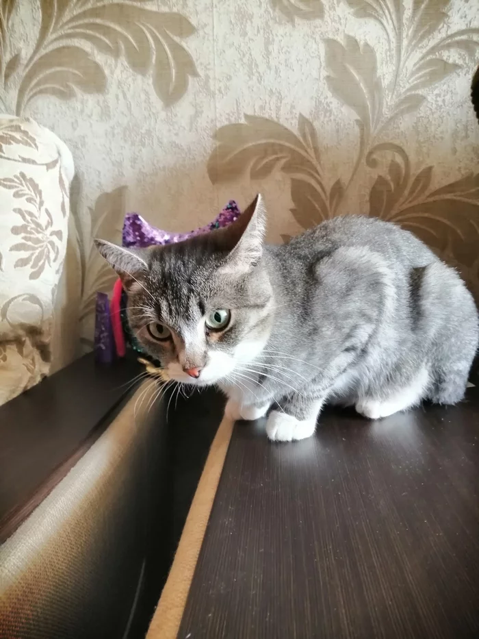 Unexpected Kuzya - My, cat, Pets, Suddenly, Fat cats, Who is the head in this house, Longpost