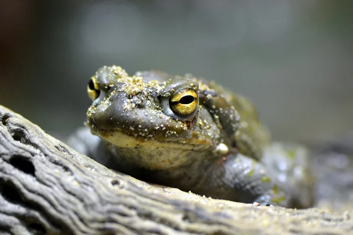 Americans warned not to lick Colorado toads - Toad, North America, USA, Poisonous animals, Hallucinogens, Amphibians, Wild animals, wildlife, Dangerous animals, Toxins, Harmful substances, Lick, Longpost