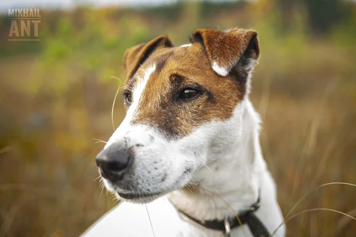 Photography | Canon EOS 5D Mark I + Zenitar-M | Fox terrier - My, Canon, The photo, Horizontal layout, Animals, Pets, Dog, Fox terrier, Nature, Forest, Swamp
