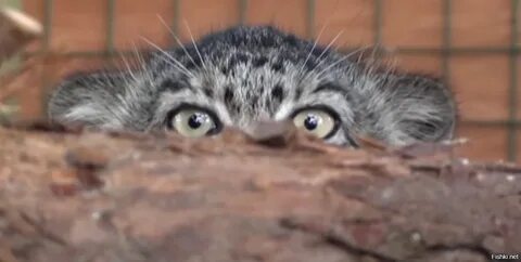 spy - Pallas' cat, Pet the cat, Spy