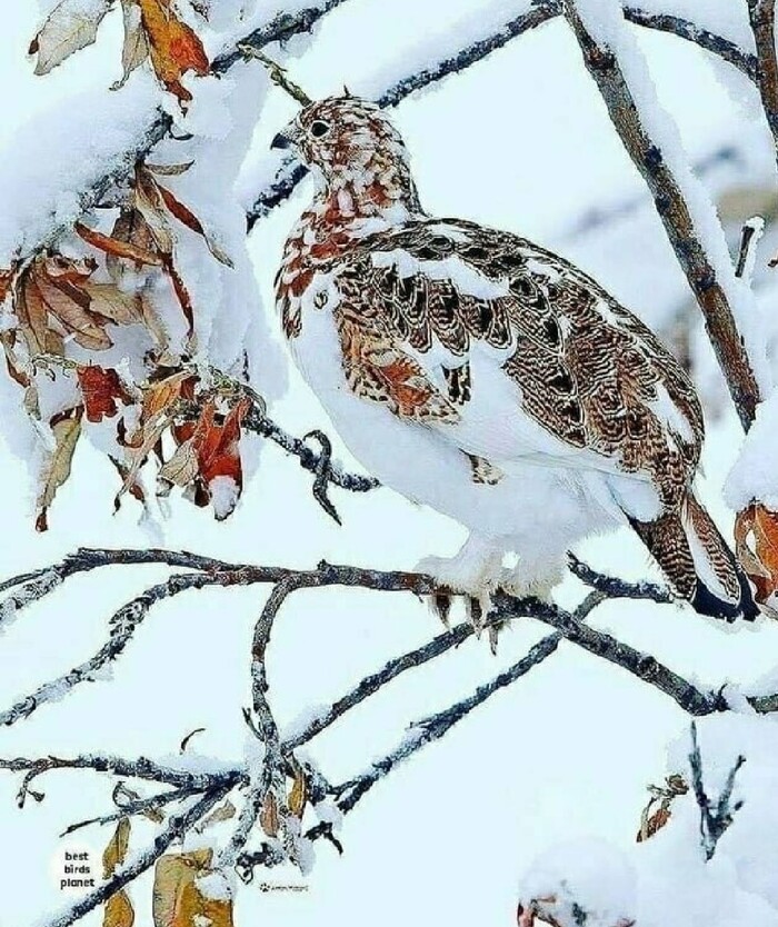  , , , , 