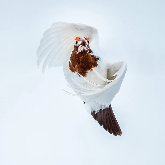 Ballet - White, Partridge, Birds, Taimyr, The photo, Metelsky, wildlife, Gracefulness