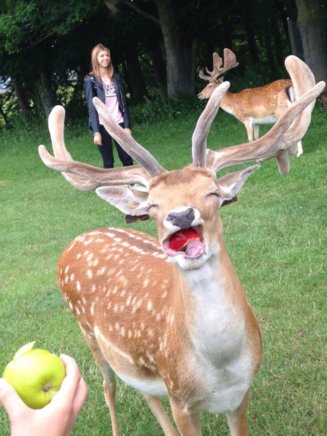 deer eating an apple - Deer, Animals, Milota, Is eating, Repeat