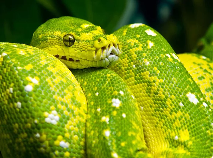 Continuation of the post Photos of delightful snakes - Snake, The photo, Reptiles, A selection, Longpost, Reply to post