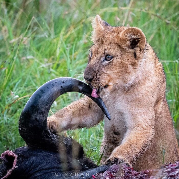 Львёнок слизывает дождевую воду с рога буйвола