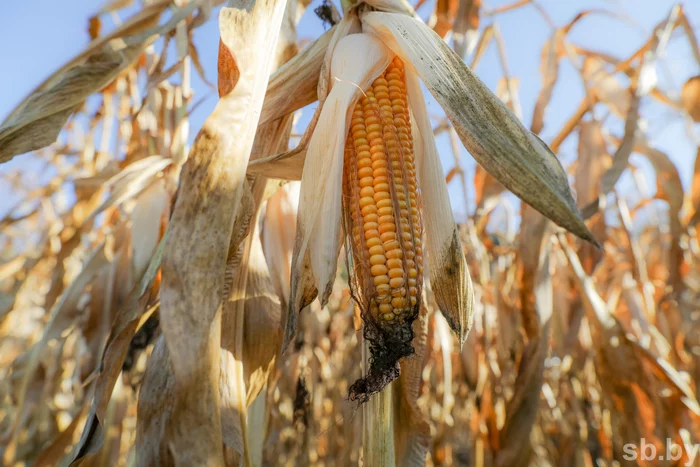 88 percent of corn for grain harvested in Belarus - Сельское хозяйство, Republic of Belarus, Corn, Corn, news