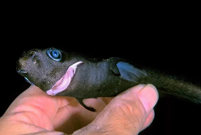 Black spiny shark: A fish with an iron liver. In a shark, this organ makes up 17% of body weight and is able to remove heavy metals. - Shark, Marine life, Animal book, Yandex Zen, Longpost