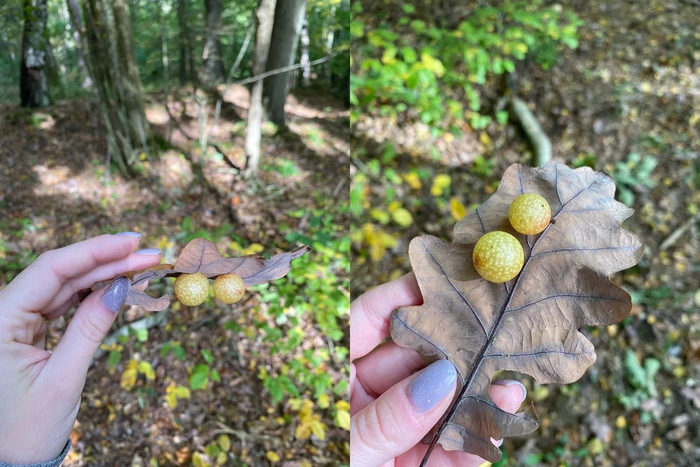 Дубовая орехотворка: Что за странные сферы иногда вырастают на листьях дуба? Насекомые, Книга животных, Биология, Яндекс Дзен, Дуб, Длиннопост Дубовая орехотворка: Что за странные сферы иногда вырастают на листьях дуба? Насекомые, Книга животных, Биология, Яндекс Дзен, Дуб, Длиннопост
