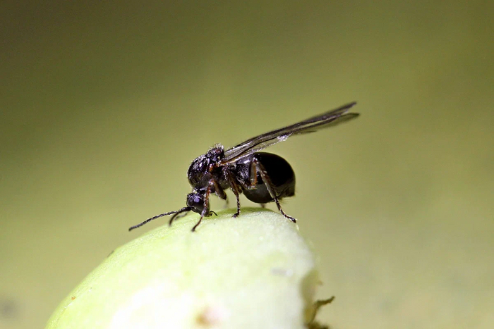 Дубовая орехотворка: Что за странные сферы иногда вырастают на листьях дуба? Насекомые, Книга животных, Биология, Яндекс Дзен, Дуб, Длиннопост Дубовая орехотворка: Что за странные сферы иногда вырастают на листьях дуба? Насекомые, Книга животных, Биология, Яндекс Дзен, Дуб, Длиннопост