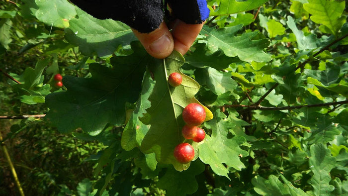 Дубовая орехотворка: Что за странные сферы иногда вырастают на листьях дуба? Насекомые, Книга животных, Биология, Яндекс Дзен, Дуб, Длиннопост Дубовая орехотворка: Что за странные сферы иногда вырастают на листьях дуба? Насекомые, Книга животных, Биология, Яндекс Дзен, Дуб, Длиннопост