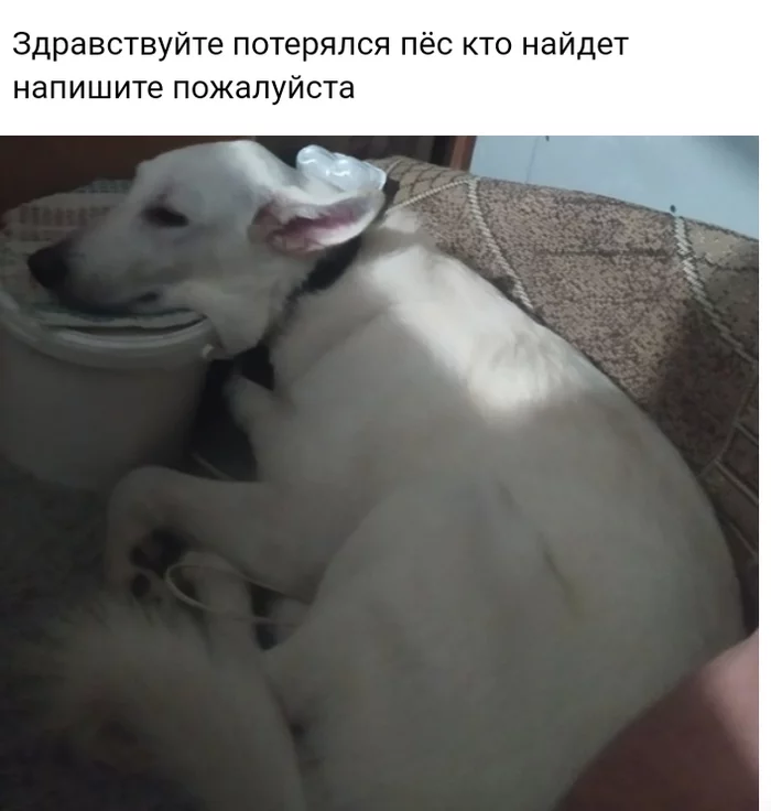 Lost dog!!! (found!) - The strength of the Peekaboo, No rating, Tolyatti, The dog is missing, Dog