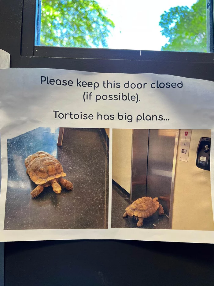 Even the turtle has plans, but you don't - Turtle, Door, Plan