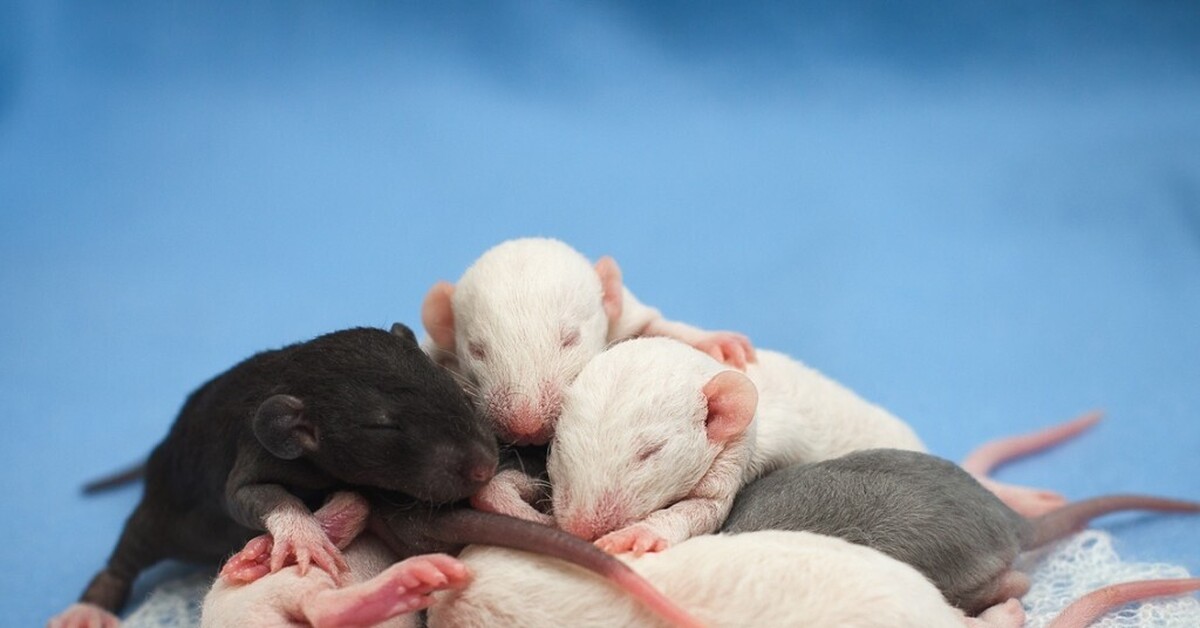 К чему снится много мышей серых маленьких