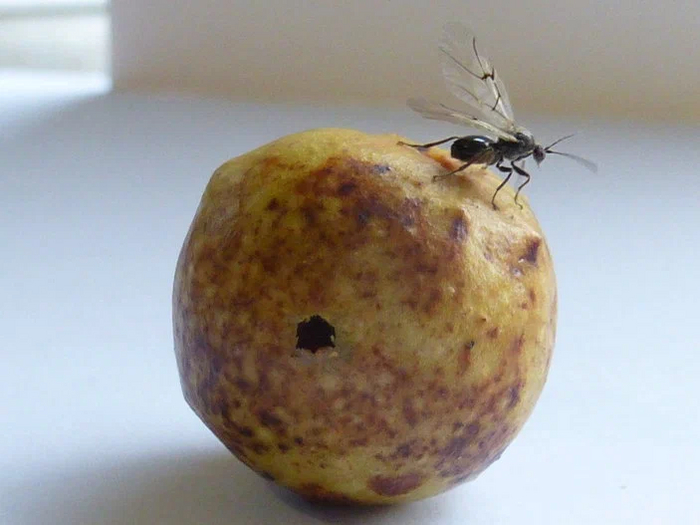 Дубовая орехотворка: Что за странные сферы иногда вырастают на листьях дуба? Насекомые, Книга животных, Биология, Яндекс Дзен, Дуб, Длиннопост Дубовая орехотворка: Что за странные сферы иногда вырастают на листьях дуба? Насекомые, Книга животных, Биология, Яндекс Дзен, Дуб, Длиннопост