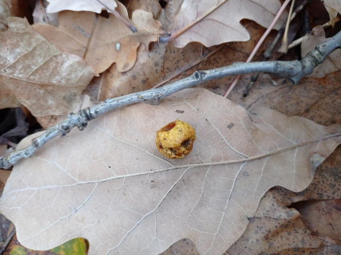 Дубовая орехотворка: Что за странные сферы иногда вырастают на листьях дуба? Насекомые, Книга животных, Биология, Яндекс Дзен, Дуб, Длиннопост Дубовая орехотворка: Что за странные сферы иногда вырастают на листьях дуба? Насекомые, Книга животных, Биология, Яндекс Дзен, Дуб, Длиннопост