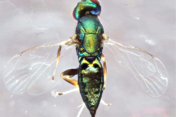 Дубовая орехотворка: Что за странные сферы иногда вырастают на листьях дуба? Насекомые, Книга животных, Биология, Яндекс Дзен, Дуб, Длиннопост Дубовая орехотворка: Что за странные сферы иногда вырастают на листьях дуба? Насекомые, Книга животных, Биология, Яндекс Дзен, Дуб, Длиннопост