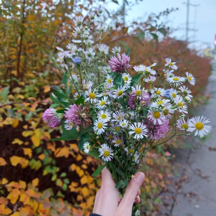 November field bouquet - My, Mobile photography, The photo, Autumn, Bouquet, November
