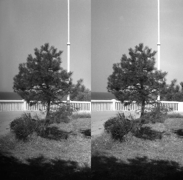 Pine - My, The photo, the USSR, Anapa, Embankment, 80-е, Pine