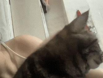 Кошачьи гифки Гифка, Ассорти, Кот, Длиннопост