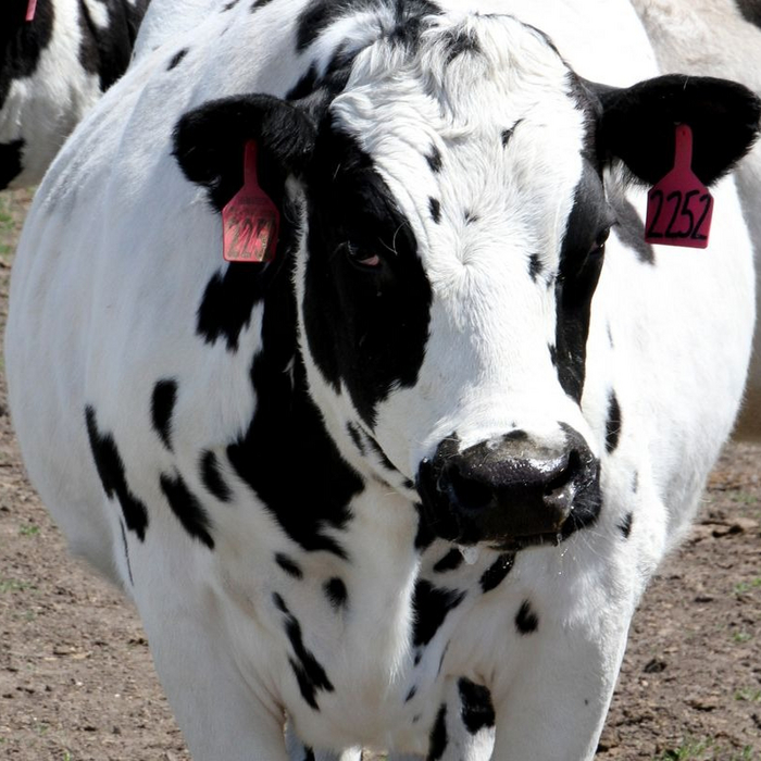 Коров будут приучать к горшку