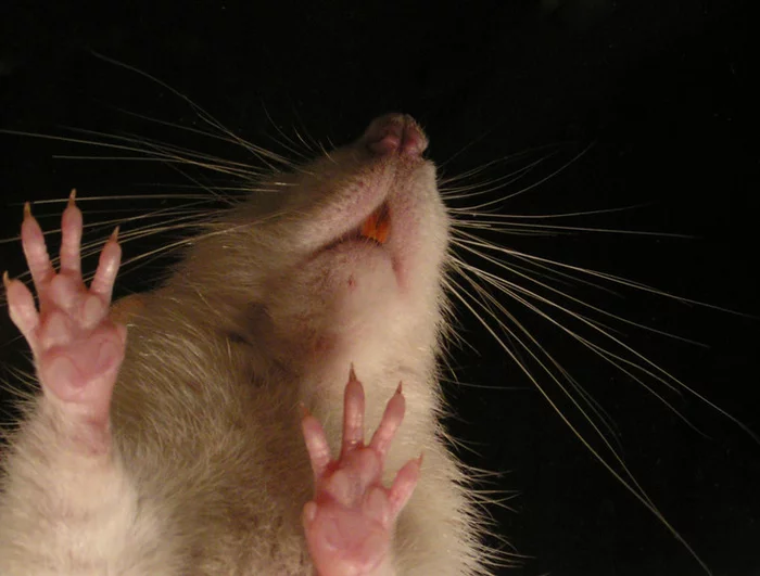 Rats have a sense of rhythm - Rat, Sense of rhythm, Rodents, Japanese scientists, Tokyo, Japan, Scientists, Research, Mozart, Animals, Rhythm, Music, Informative, Around the world, Experiment
