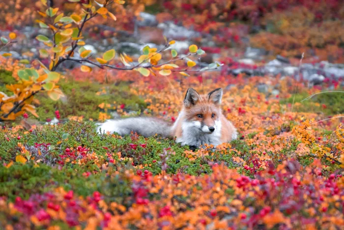 Look how beautiful - Fox, beauty, Murmansk region, The photo, Wild animals, wildlife, Predatory animals