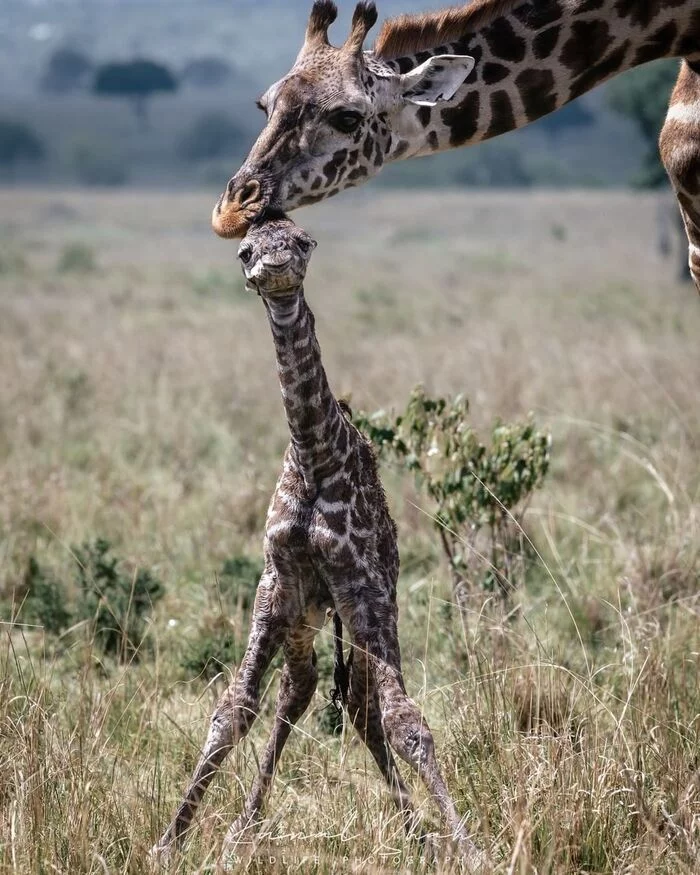 Newborn - Giraffe, Rare view, Artiodactyls, Mammals, Wild animals, wildlife, Nature, Reserves and sanctuaries, Africa, The photo, Young, Longpost, Milota