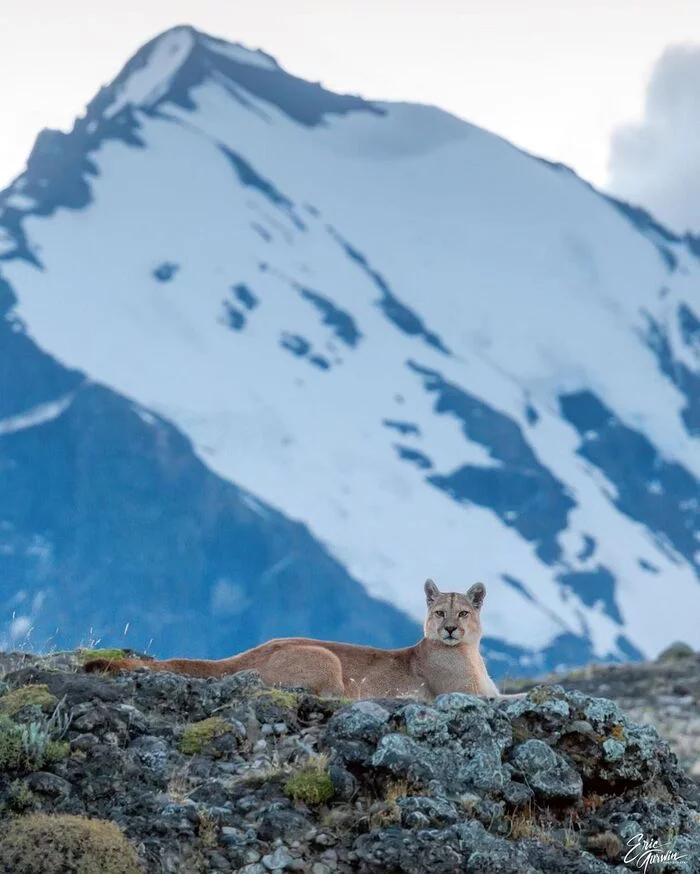 Queen of the mountains - Puma, Small cats, Cat family, Predatory animals, Animals, Wild animals, wildlife, Nature, South America, The photo, The mountains, Patagonia