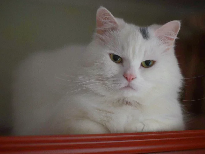 Are there many white pikabush cats here? - My, cat, Turkish angora, Turkish Van