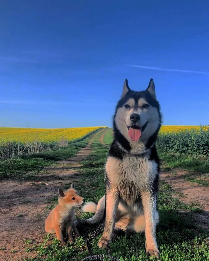 -And when I grow up, will I be as big as you? ^.^ - The photo, Animals, Fox, Milota, Dog, Husky