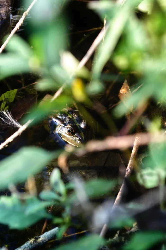 The frog is warming up - My, Frogs, The photo, Nature, Longpost