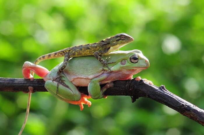 I have legs. me home (s) - Frogs, Amphibians, Lizard, Reptiles, wildlife, The photo