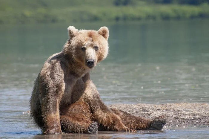I'll sit down and rest :) - My, Kamchatka, Kuril lake, The Bears, The photo