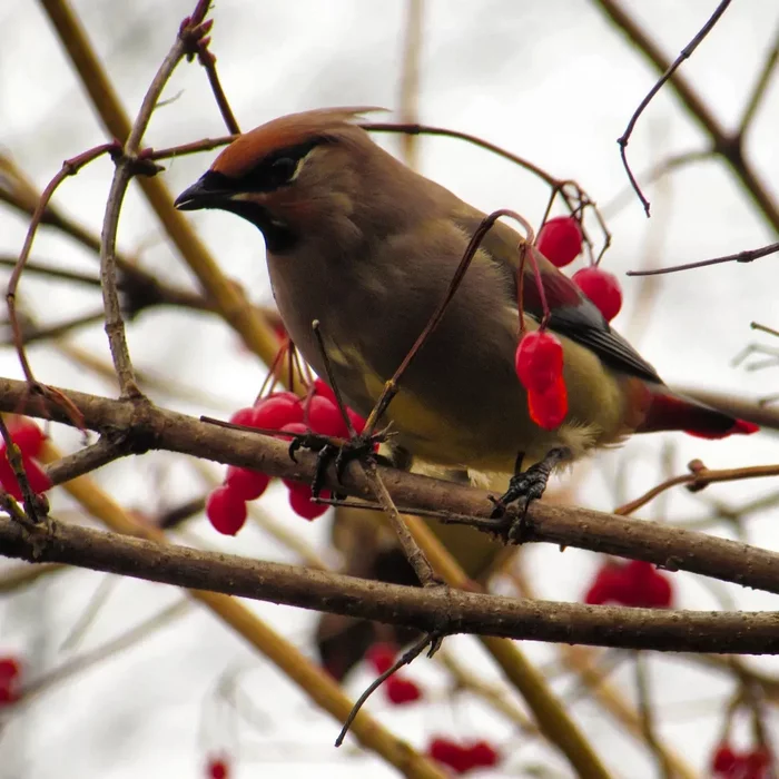 Waxwing in viburnum - My, Waxwing, Birds, The photo, Winter, Hobby, Longpost