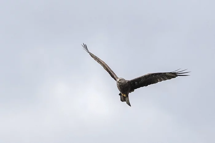 Kite - My, The photo, Nature, Birds, Predator birds, Kite, Ornithology, Flight