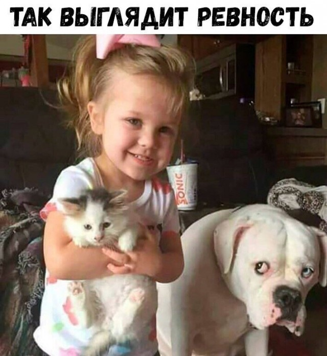 My revenge will be terrible! - Picture with text, Jealousy, Children, cat, Dog