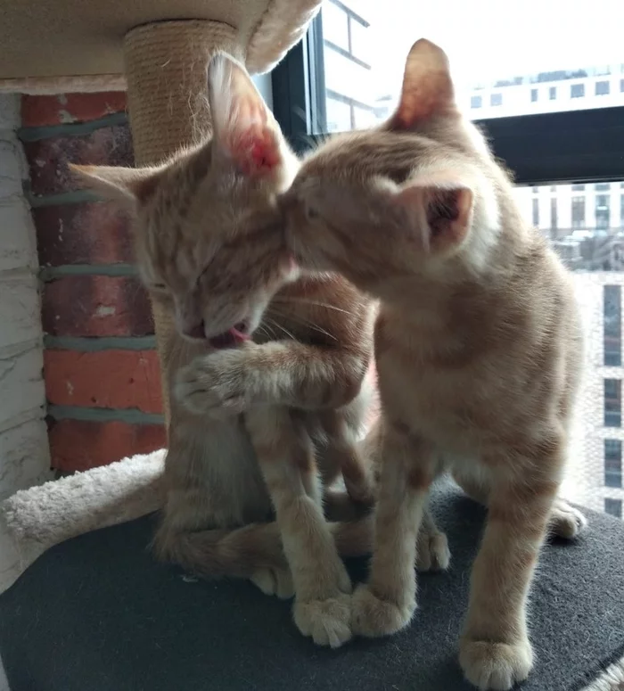 They were lucky that they were not rolled around the site ... Ryzhiki are looking for a home - My, Moscow, Moscow region, Подмосковье, cat, Redheads, Help, Helping animals, The rescue, Animal Rescue, Homeless animals, No rating, In good hands, Longpost