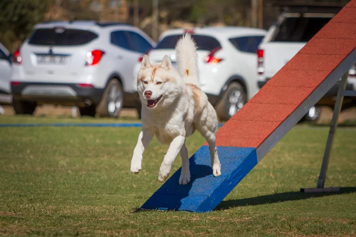 Working Dog Aesthetics #5 - Dog, Dog breeds, Siberian Husky, Agility