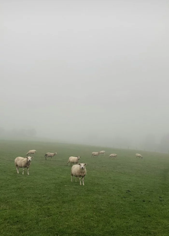 Czech everyday life - My, Czech, Fog, Weather, Animals