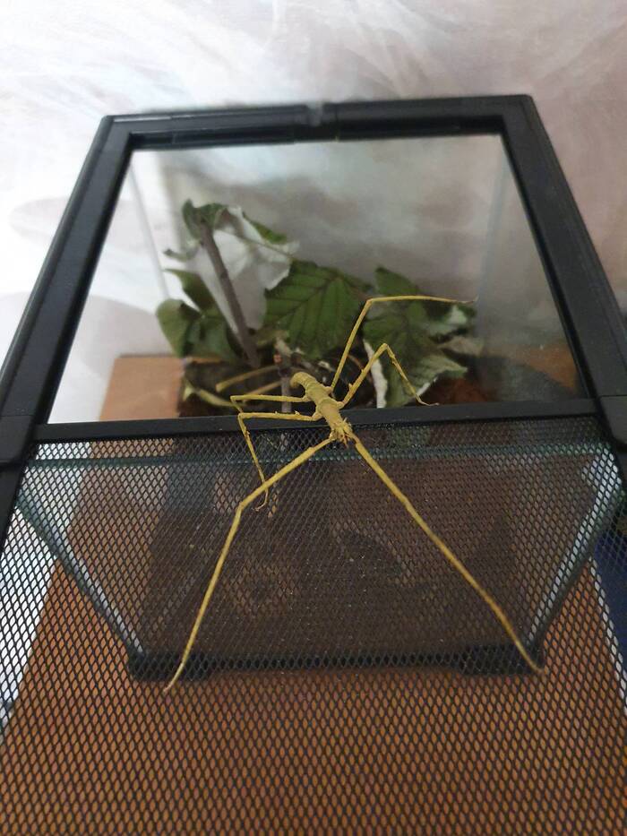 Homemade stick insect - My, Stick insect, Insects, Pets