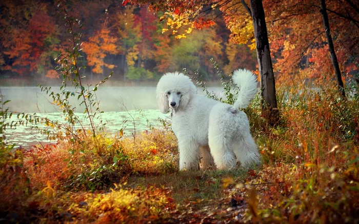 Autumn poodle part 5 - My, Poodle, Dog, Autumn