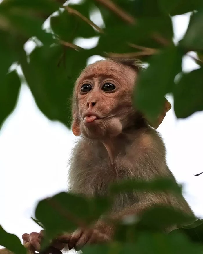 Did you do this as a child when you were photographed? - Primates, Monkey, Young, Mammals, Animals, wildlife, Nature, India, The photo, Language