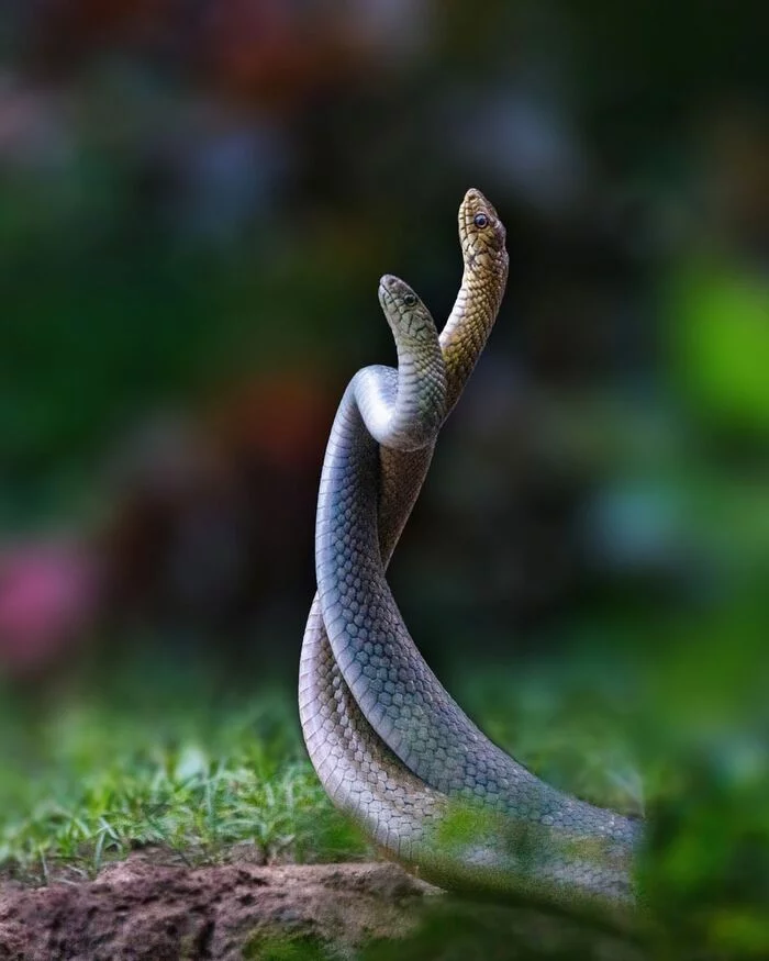 There are no pens, but I want hugs - Skid, Snake, Reptiles, Animals, Wild animals, Nature, India, The photo, Longpost