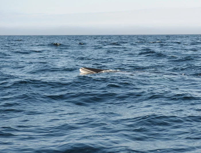 Whales are cool! - My, Cod, Barents Sea, Whale, Fishing, The photo