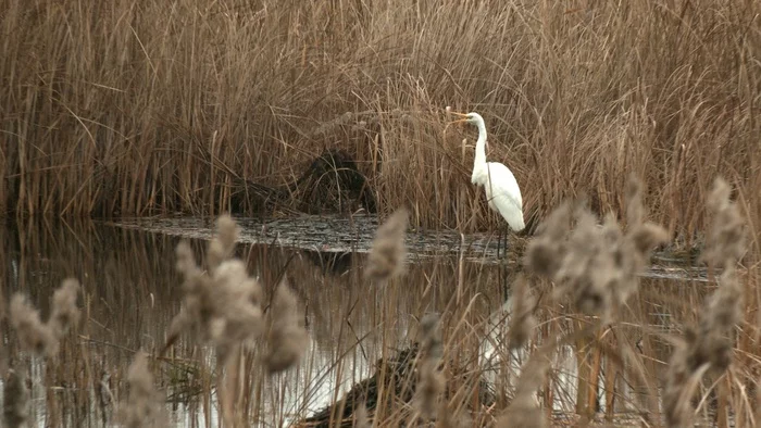 What is the WHITE beauty doing in Kronstadt? - My, The nature of Russia, wildlife, Each creature has a pair, Heron, Egret, Video, Video VK, Longpost