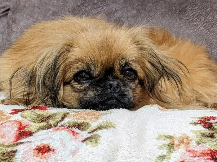 Sadness overcomes me - My, Dog, Pekingese