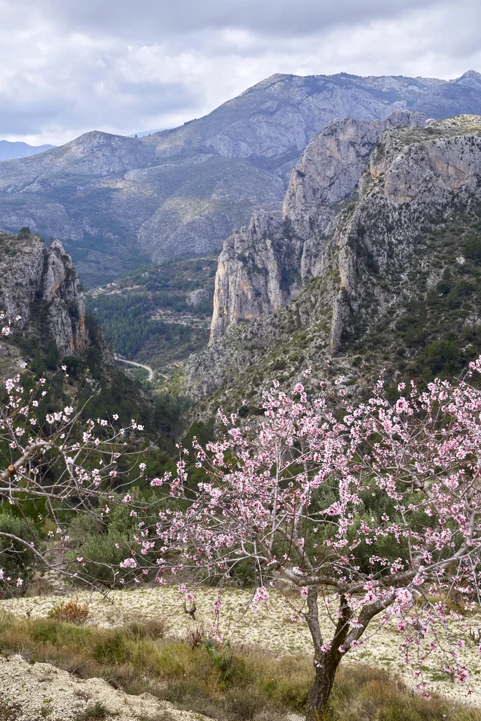 Spring in the mountains - My, The photo, Landscape, Bloom, The mountains, Almond, Spring