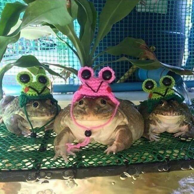 Keep your head warm dudes - Toad, Wednesday, It Is Wednesday My Dudes, Frogs