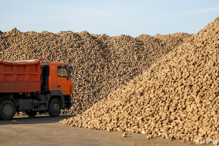 В Беларуси завершилась уборка сахарной свеклы – урожай составил 4 млн 275 тыс. тонн Сельское хозяйство, Республика Беларусь, Урожай, Свекла, Новости