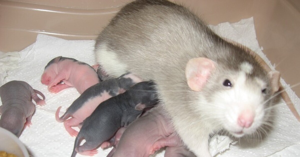 Почему крыса пищит. Новорожденные крысята Дамбо. Декоративная крыса агути. Крыса Дамбо Сиамская. Крыса с крысятами.